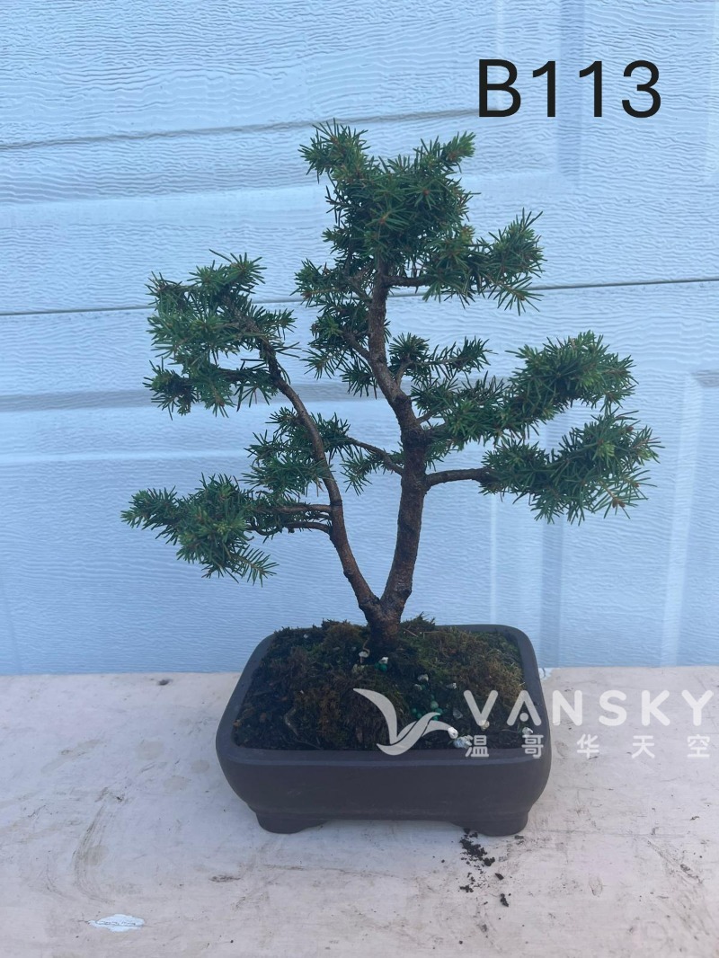 260225003601_B113 35 - 25-09.JPG